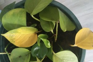 绿萝叶子不完整的原因及解决方法（探究绿萝叶子缺损的成因并提供有效的解决方案）