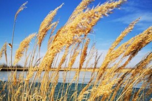 芦苇的生长环境条件和特点（探秘芦苇生长的奥秘）