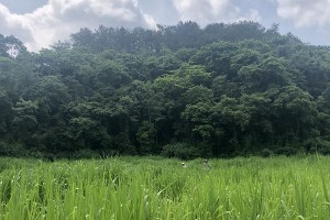 皇竹草套种的好处（打造生态环保的新型农业模式）