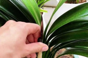 盆景施肥的技巧与注意事项（培养健康盆景的关键）