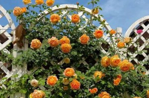 探秘夏洛特夫人月季的生长特点（揭秘月季花开的秘密）