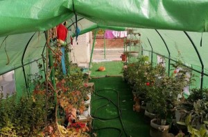 兰花霜降后的管理之道（科学养护，提高兰花品质）