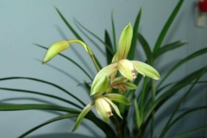 建兰如何才能开花？（——养护技巧分享）