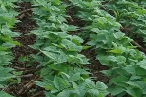 黑豆种植技巧详解（一步步教你如何在土里种出健康的黑豆）