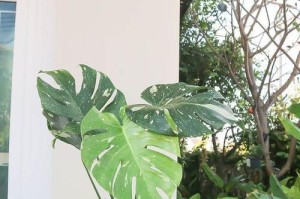 龟背竹种植盆的深浅选择（到底深盆还是浅盆好？）