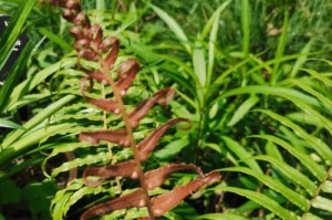 满江红不是蕨类植物（揭开满江红的真面目）
