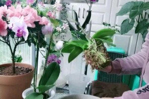 打造健康美丽的蝴蝶兰！（打造健康美丽的蝴蝶兰！）