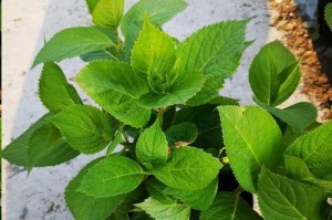 瓜叶菊换盆蔫了怎么办？（教你如何挽救蔫萎的瓜叶菊）