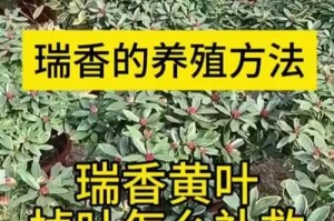 瑞香的养殖和注意事项（掌握这些技巧，轻松打造繁花似锦的瑞香花园）