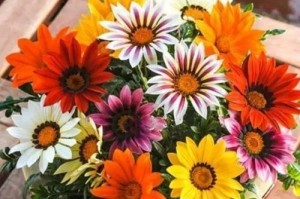 合适的时间点，让你的菊花生根发芽（菊花播种，要抓住这些关键时间点）
