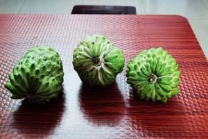 如何判断释迦果的成熟程度？（掌握这4个要点，轻松判断果实是否成熟）