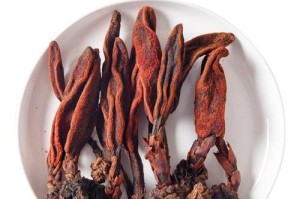 回春草的生长环境与特点（探寻回春草的栖息之地及其适应条件）