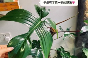 仙羽蔓绿绒养殖方法及注意事项（打造优美室内景观，加强人居环境──绿植养殖的新选择）