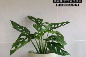 龟背竹是有害的植物吗？（探究龟背竹对人身体的危害）