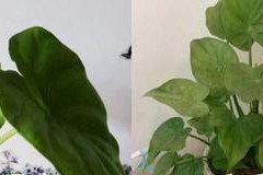 滴水观音毒素的提取与应用（探索滴水观音毒素的提取方法及其潜在应用领域）
