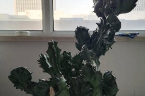 彩色玉麒麟饲养全指南（一只彩色玉麒麟的完美家）