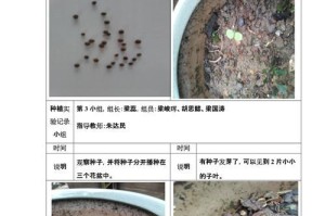 探寻凤仙花的生长环境（凤仙花的原产地和栽培条件详解）