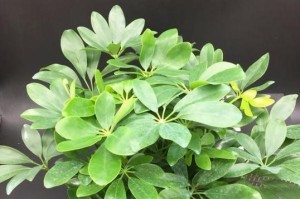 鹅掌柴在室内养护的全攻略（适合室内养的多肉植物，鹅掌柴养护指南）