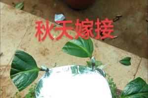 嫁接茶花的最佳时期（探讨茶花嫁接成活率高的关键）