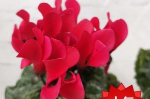 报春花开花时间及生长过程（春季最美的花朵，报春花的生长过程与开花时间）