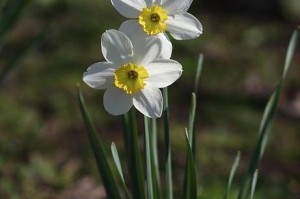 水仙花（探究水仙花的美学之路）