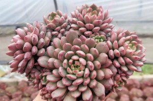 多肉红宝石如何爆盆？（多肉爱好者必知的技巧和注意事项）