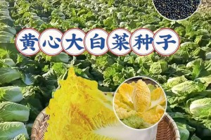 黄心白菜播种最佳时间（掌握黄心白菜的生长规律，轻松掌握种植技巧）