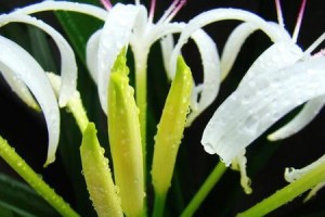 文殊兰花香有毒吗？（科学探究文殊兰花的毒性及安全使用方法）