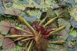菱角果实——一种常见的水生植物果实（探究菱角的生态环境、食用价值及文化意义）