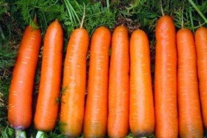 东北大萝卜的最佳种植时间（掌握这些技巧，让你的大萝卜丰收无忧）