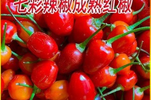 七彩椒种子发芽全指南（如何让七彩椒种子快速发芽？一起来探究吧！）