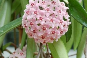 玫瑰花喜肥的知识（为您详解玫瑰花的肥料需求）