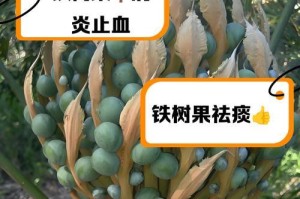 铁树种子的食用价值及注意事项（探究铁树种子的营养成分、药用价值及适宜人群）
