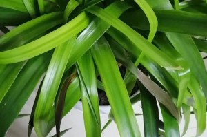 珊瑚豆叶子为何变黑？（探究珊瑚豆叶子变黑的原因与处理方法）