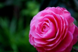 相信的花语（探寻花之信仰的深度）