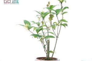 如何选择适合桂花的盆栽（从盆土、尺寸到排水，全面解析桂花盆栽的选择）