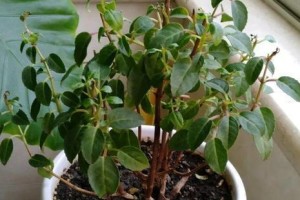 灯笼花修剪方法（打造更美的灯笼花丛）