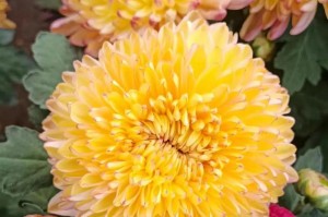 菊花的养护要点（经常浇水是关键，助你打造美丽的花园）