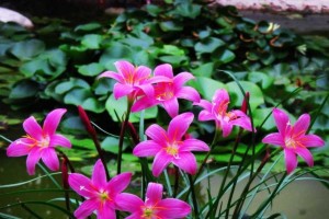 风雨兰能否浇硫酸亚铁？（了解这种兰花的肥料需求）