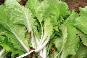 小白菜种植全攻略（时间、方法、注意事项一网打尽）