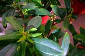瑞香为何不开花？（揭秘瑞香不开花的原因与解决方法）