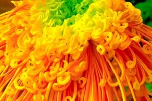 探秘菊花的丰富多彩——以颜色为主题的介绍（从古至今，菊花色彩传承千年）