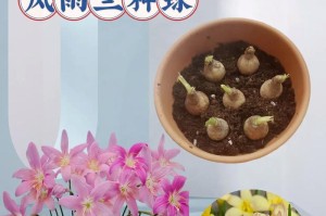 风雨兰的耐寒能力（探究风雨兰在不同温度下的生长状态及其适应能力）