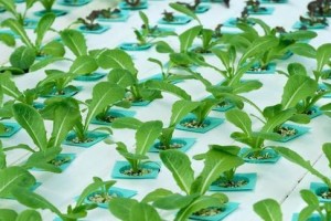 豌豆的种植与养护详解（掌握种植时间，享受丰收乐趣）