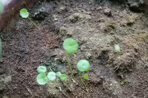 如何防止鸭子吃铜钱草（保护花草健康的有效方法）