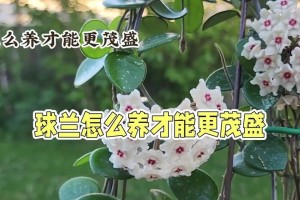 球兰养殖全攻略（从选苗到繁殖，从浇水到施肥，球兰养殖注意事项一网打尽）
