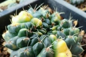 仙人掌冬季养护指南（掌握养护技巧，让仙人掌健康过冬）
