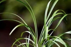 浇水技巧，让你的兰花水分恰到好处（兰花浇水时间、频率和量的掌控，为美丽增色）