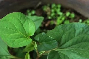 红油菜苔种植时间和方法（春季是种植红油菜苔的最佳时机）