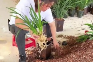 兰花种植的土壤要求（适合兰花生长的土质、肥料要求及种植技巧）